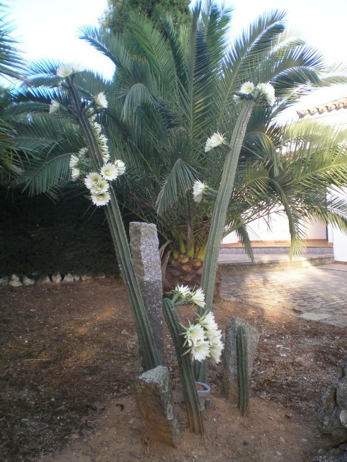 Casas Del Madroño Сasa de vacaciones *